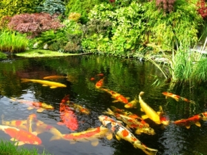 koi-fish-pond